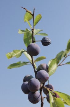 绿色蔬菜蓝莓树图片