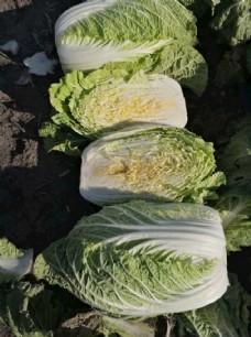绿色蔬菜白菜图片