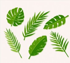 绿色棕榈树叶图片