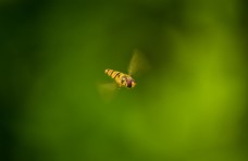 墙纸飞舞中的蜜蜂图片