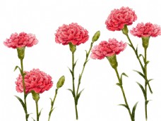 红色花朵康乃馨图片
