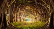 木材魔幻森林树木背景海报素材图片