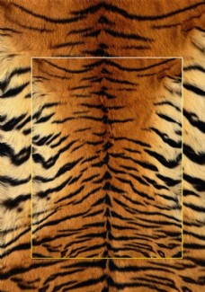 蛇鳞图片免费下载 蛇鳞设计素材大全 蛇鳞模板下载 蛇鳞图库 图行天下素材网