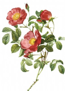 玫红色玫瑰手绘玫瑰花朵png素材图片