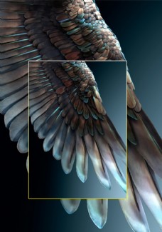 高清漂亮羽毛背景JPG图片