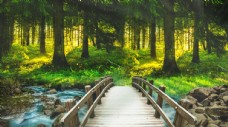 森林桥梁木质清新背景海报素材图片