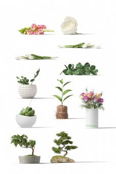室内植物室内盆栽花植物png素材图片