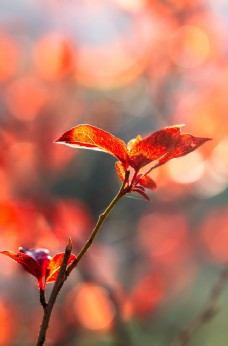 秋天景色秋天枫叶红色背景海报素材图片