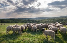 天空草地上的一群绵羊图片