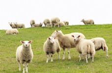 草地素材绵羊图片