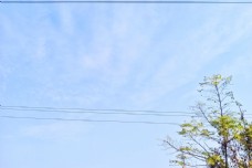天空绿树图片