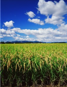 景观水景水稻稻田图片