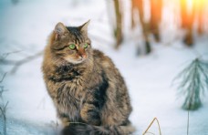 冬天雪地里的小猫咪图片