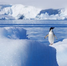雪山冰山中的一只企鹅图片