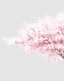 樱桃展架粉色樱花装饰图片