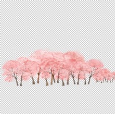 春季樱花素材图片