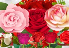 几十款高质量透明背景玫瑰素材图片