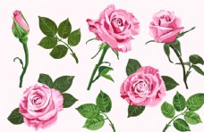 箱包印花玫瑰月季花骨朵图片