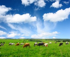 天空原野中的牛群风景图片