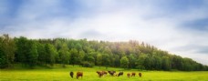 树林草原牛群风景图片
