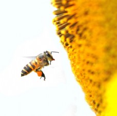 向日葵花前面的蜜蜂图片
