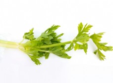 绿色叶子芹菜图片