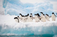 爱上冰川上的企鹅图片