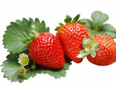 蔬果海报免扣草莓png素材图片
