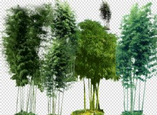 园林景观设计竹子竹林图片