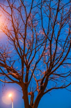 树木路灯下的树图片