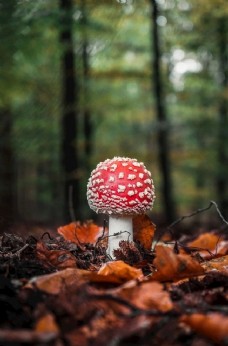 蘑菇森林秋天秋叶树林图片