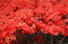 树叶红枫树林枫叶秋季枫树图片