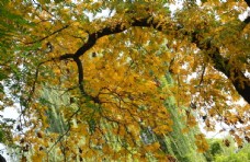 树木彩叶风景图片