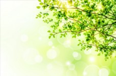绿树春季树木与阳光图片