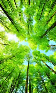 大自然阳光照射的绿色树林高清壁纸图图片
