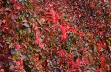 树木红叶风景图片