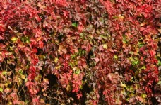 树木红叶风景图片