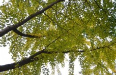 树木彩叶风景图片