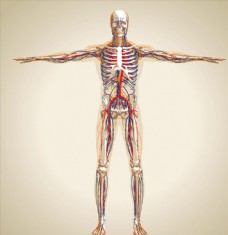 人体骨骼血管示意图片