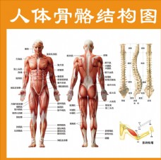 人体骨骼结构图图片