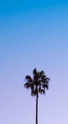 树木棕榈树图片