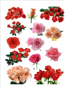 PSD素材高清玫瑰素材玫瑰花图片