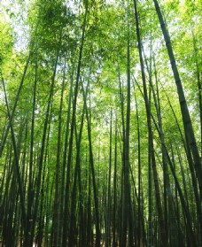 绿树竹林图片
