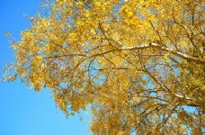 绿色叶子银杏树图片