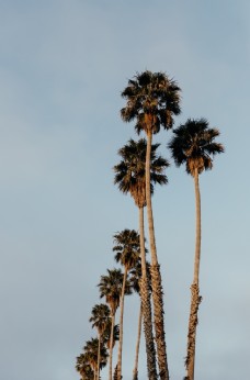 树木棕榈树图片