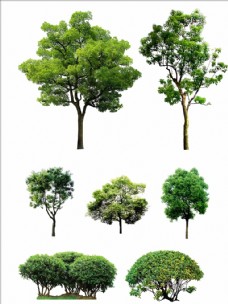 PSD素材树绿化树小树大树素材图片