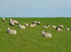 小户人家羊群图片
