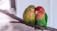 绿树绿色爱情鸟树枝鹦鹉鸟图片