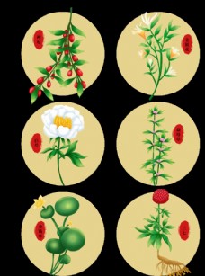 中国传统草本中药植物图片
