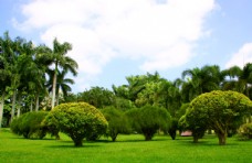 树木海南风光椰子树草坪图片